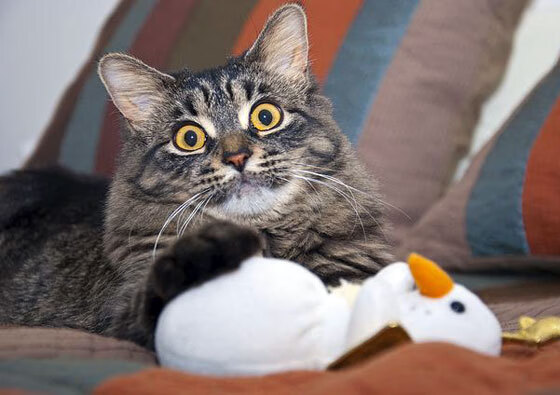 九游体育官网入口-圣保罗后卫卢卡斯·贝拉尔多加盟葡萄牙球队,寻求更多机会,卢卡·贝尔多萨