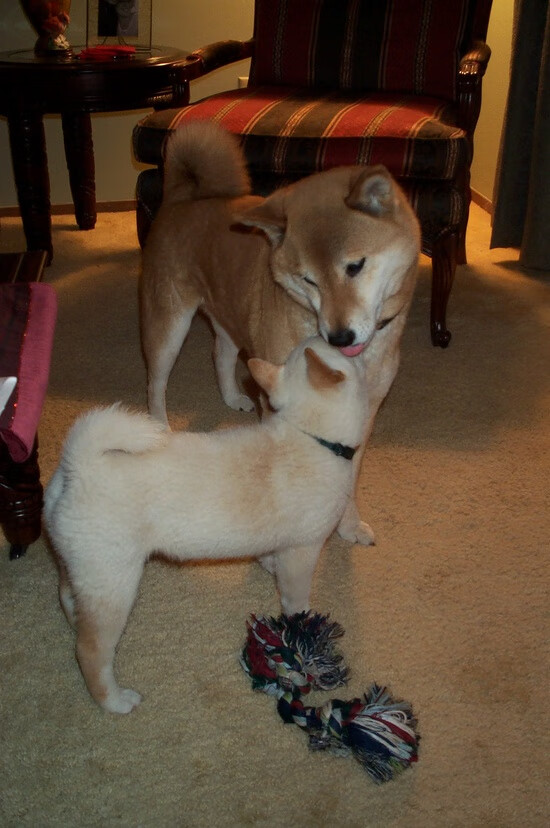 九游体育官网入口-太阳队客场险胜火箭队，挺进四连胜，太阳vs火箭比赛直播