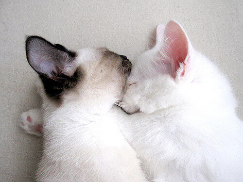 九游体育娱乐-奥斯汀马刺比赛录像分析，马刺奥迪